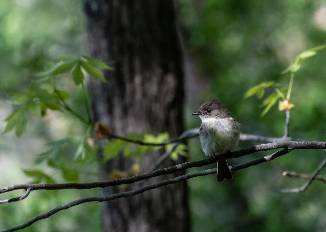 #50. Eastern Phoebe