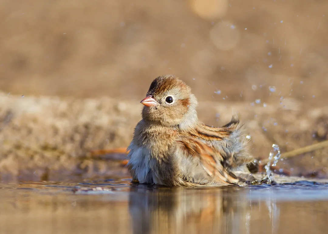 #49. Field Sparrow