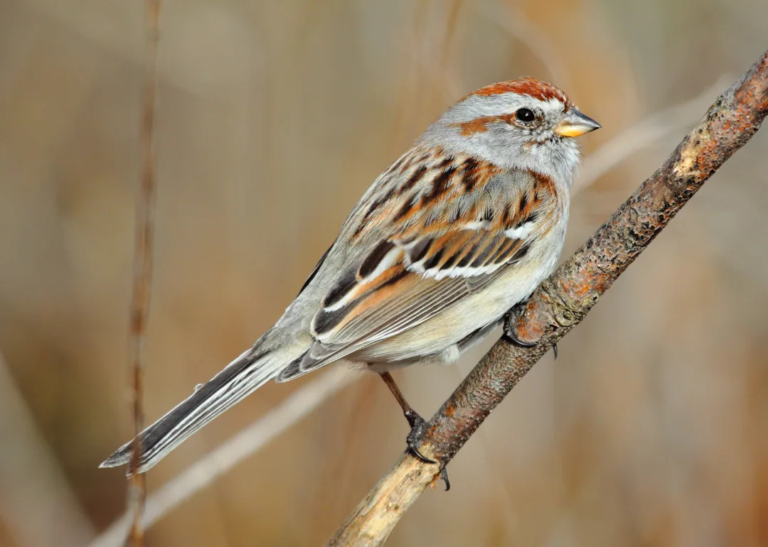 #48. American Tree Sparrow