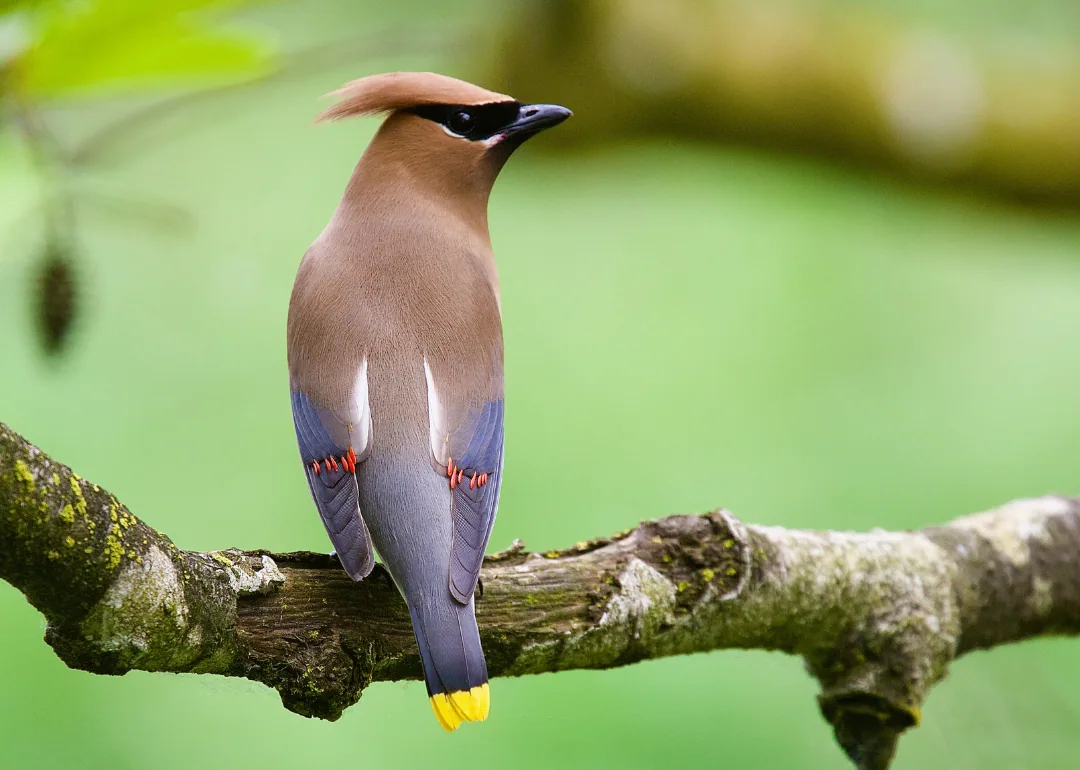 #47. Cedar Waxwing