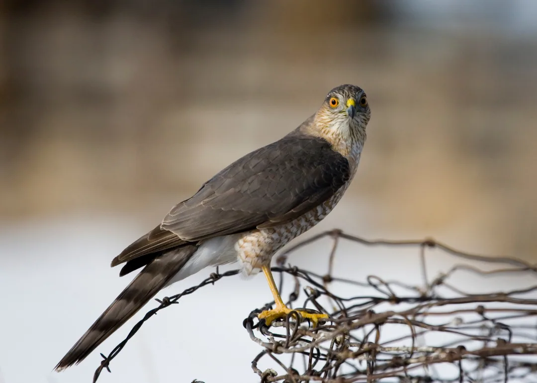 Most commonly seen birds in Virginia