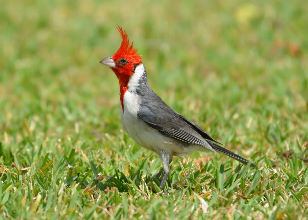 #45. Red-headed Woodpecker