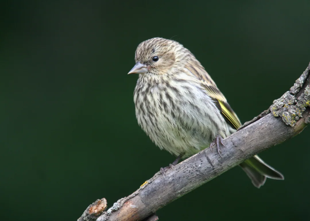 #44. Pine Siskin