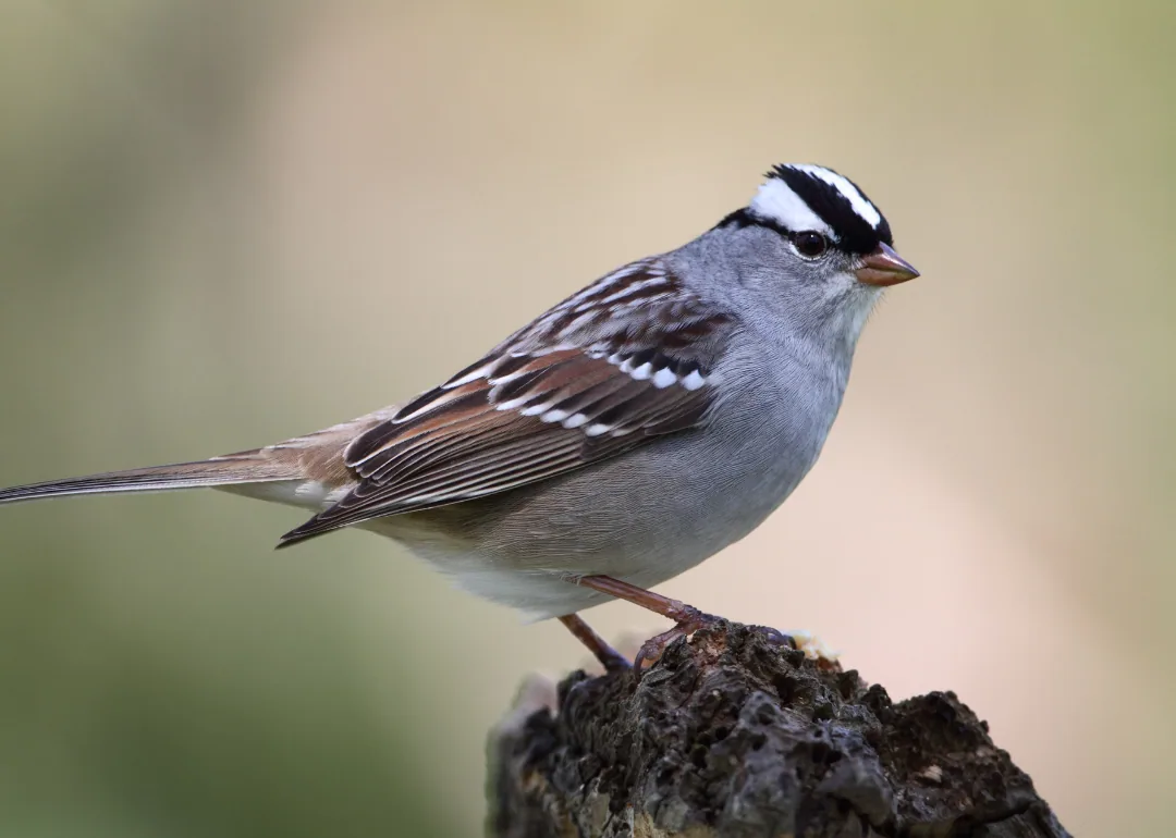#43. White-crowned Sparrow