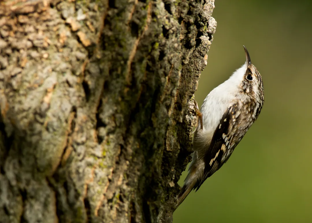 #42. Brown Creeper