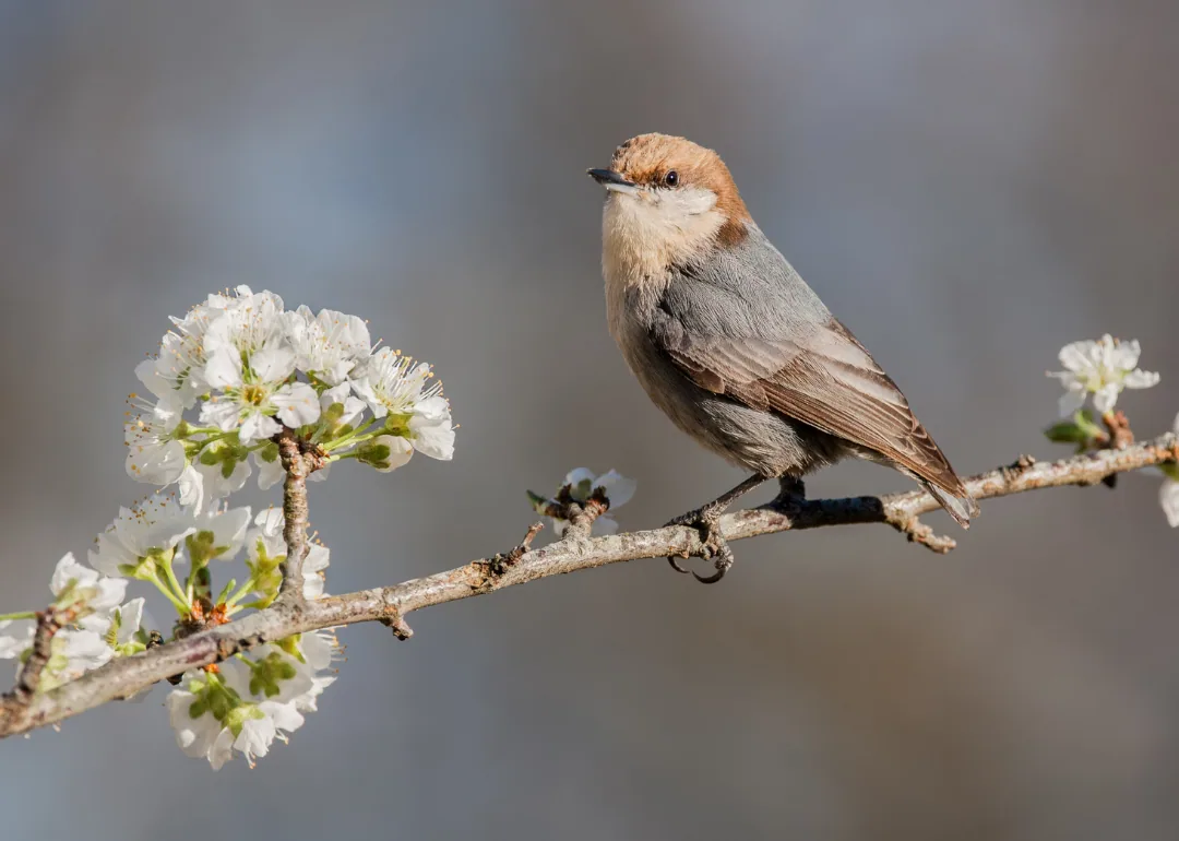 #41. Brown-headed Nuthatch