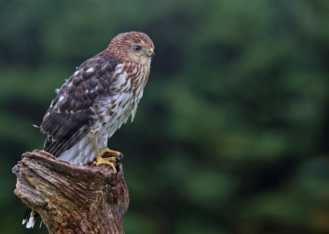 #40. Cooper's Hawk
