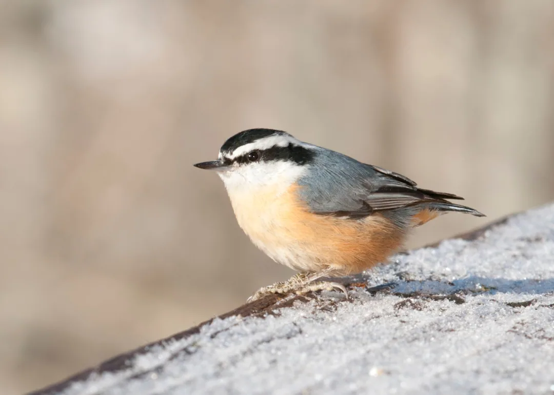 #39. Red-breasted Nuthatch