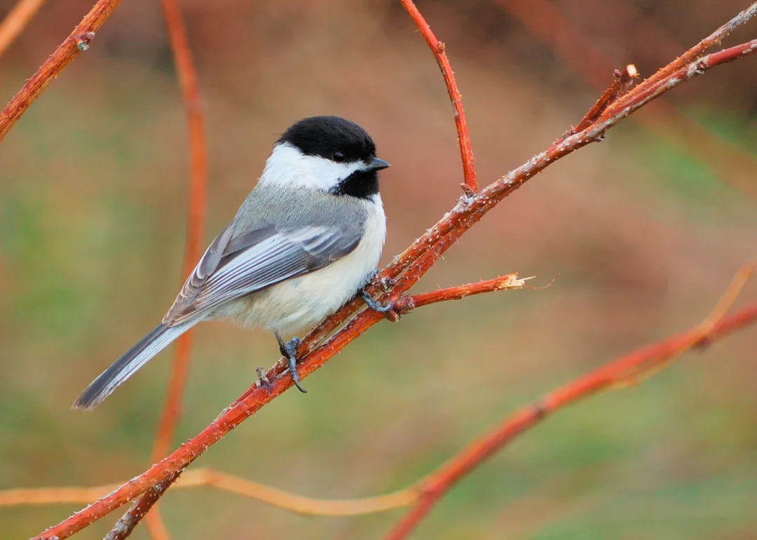 #38. Black-capped Chickadee