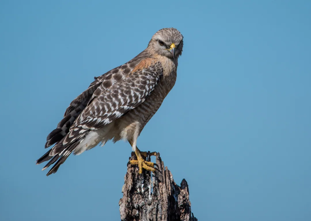 #37. Red-shouldered Hawk