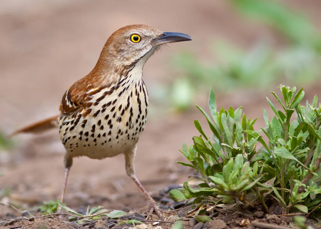 #36. Brown Thrasher
