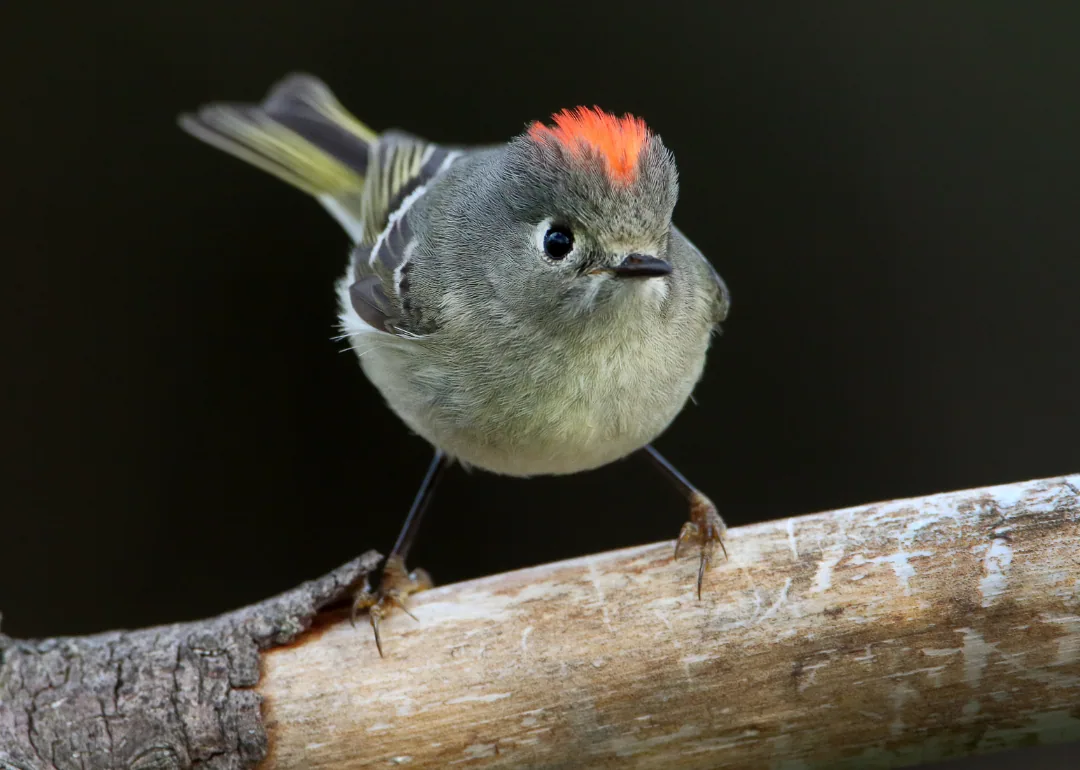 #35. Ruby-crowned Kinglet