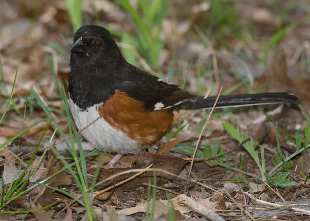 #34. Eastern Towhee