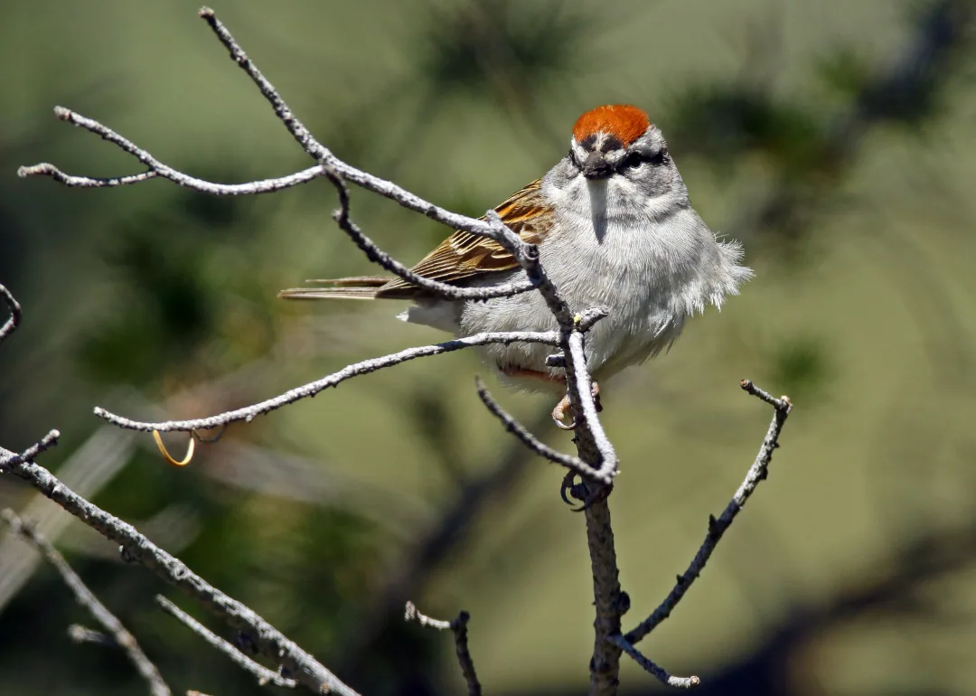 #33. Chipping Sparrow