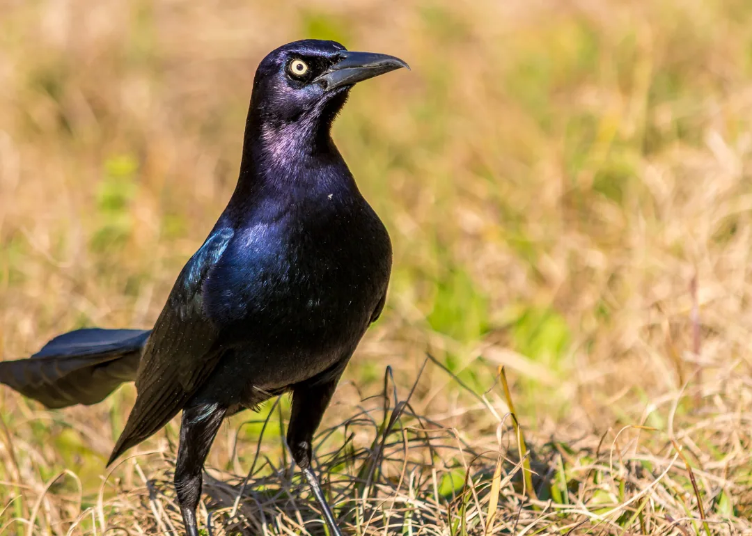 #31. Common Grackle