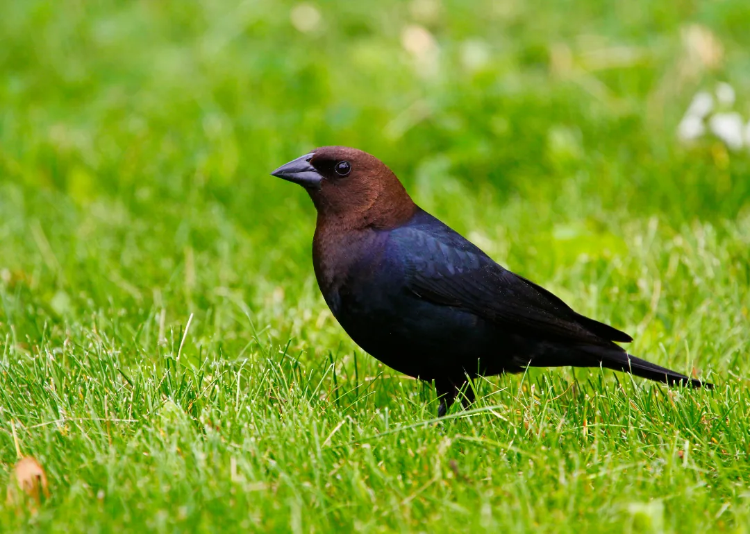 #30. Brown-headed Cowbird