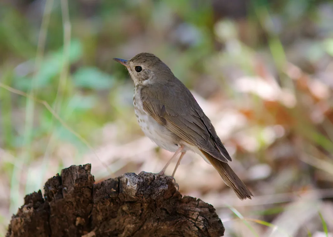 #29. Hermit Thrush