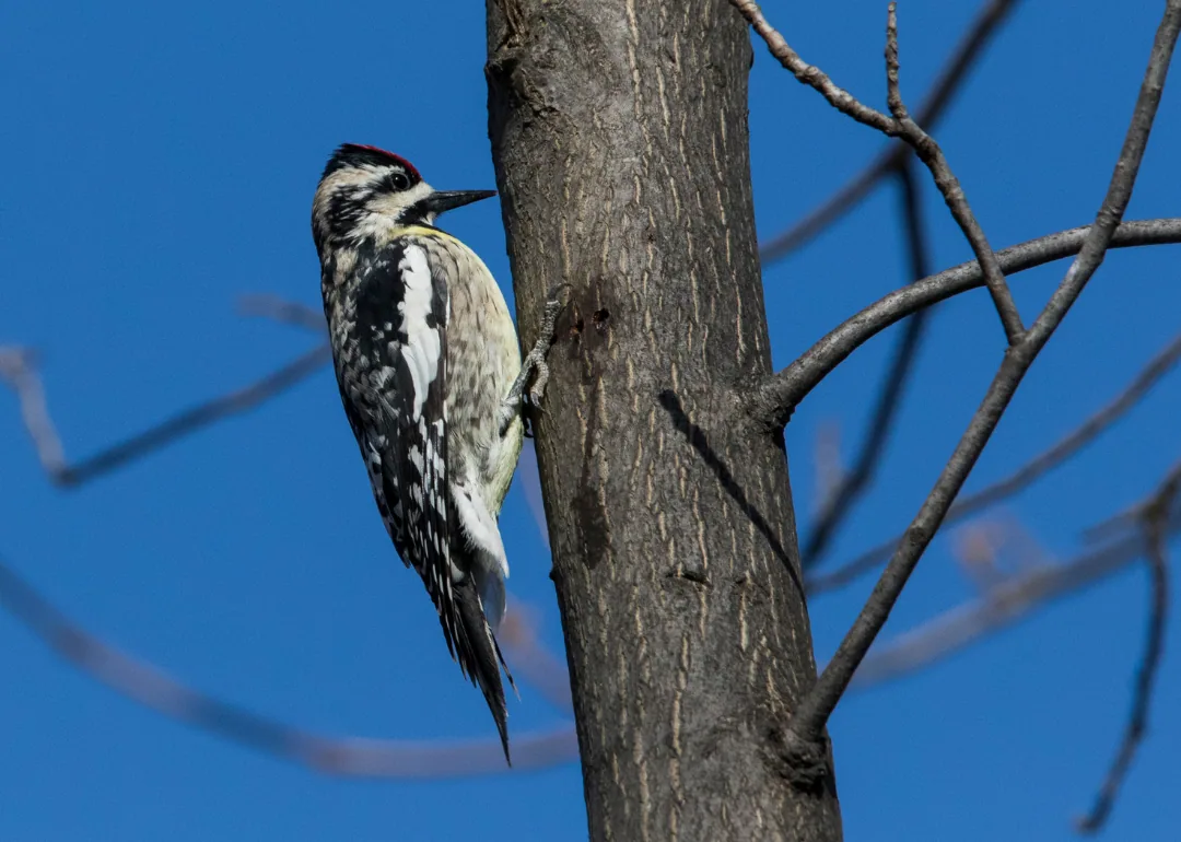 #28. Yellow-bellied Sapsucker