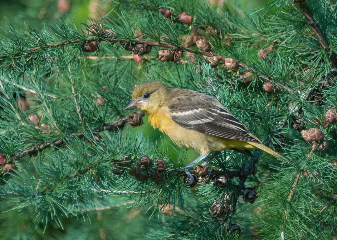 #27. Pine Warbler