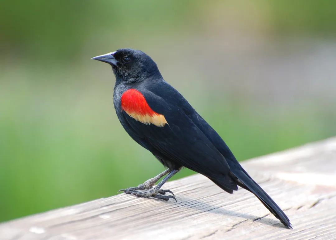 #26. Red-winged Blackbird