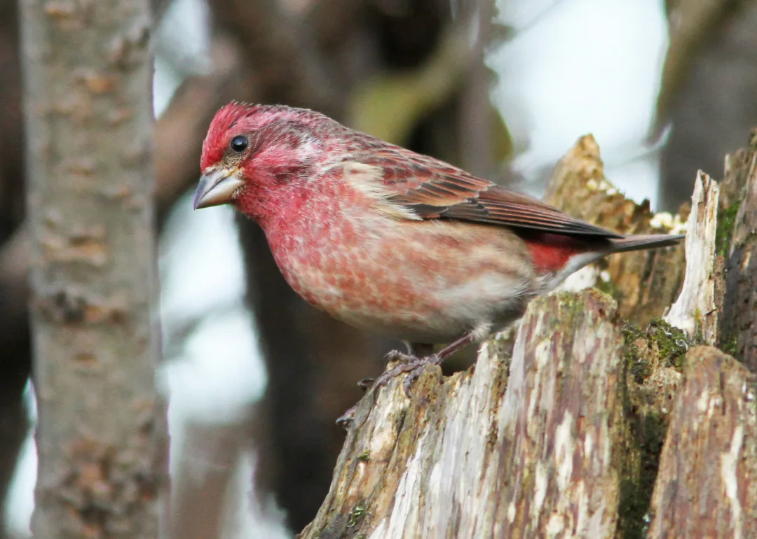 #25. Purple Finch