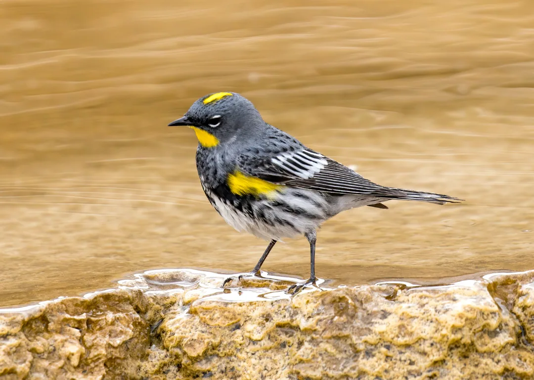 #24. Yellow-rumped Warbler