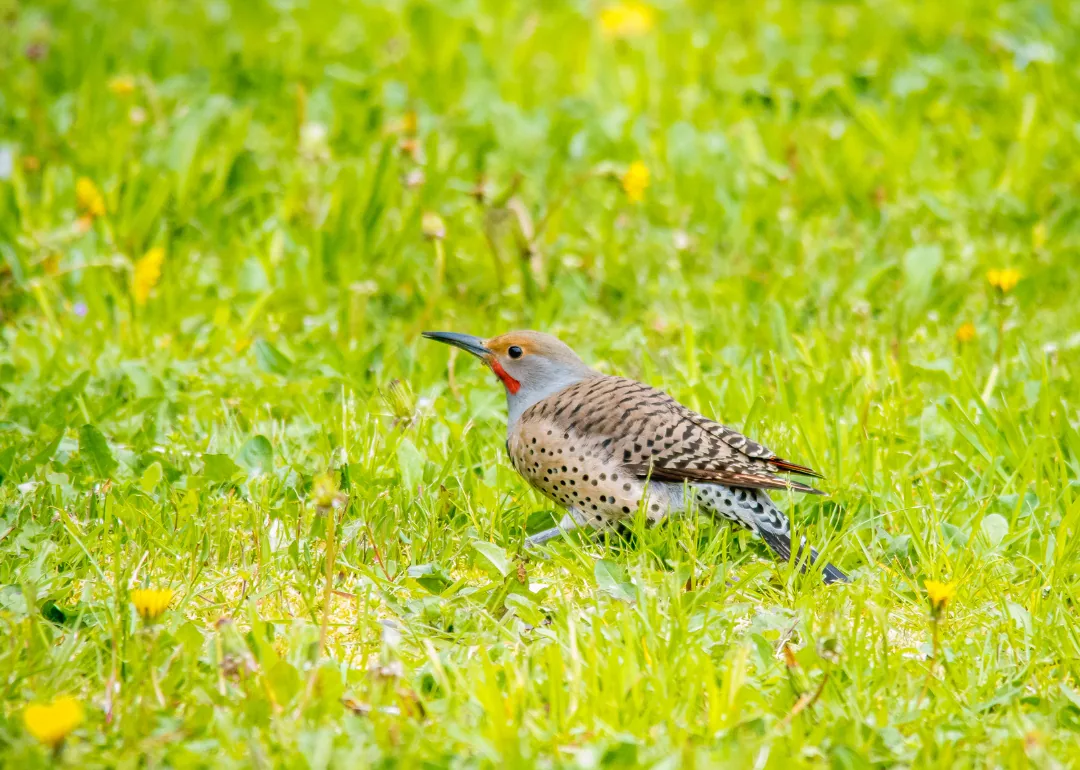 #23. Northern Flicker