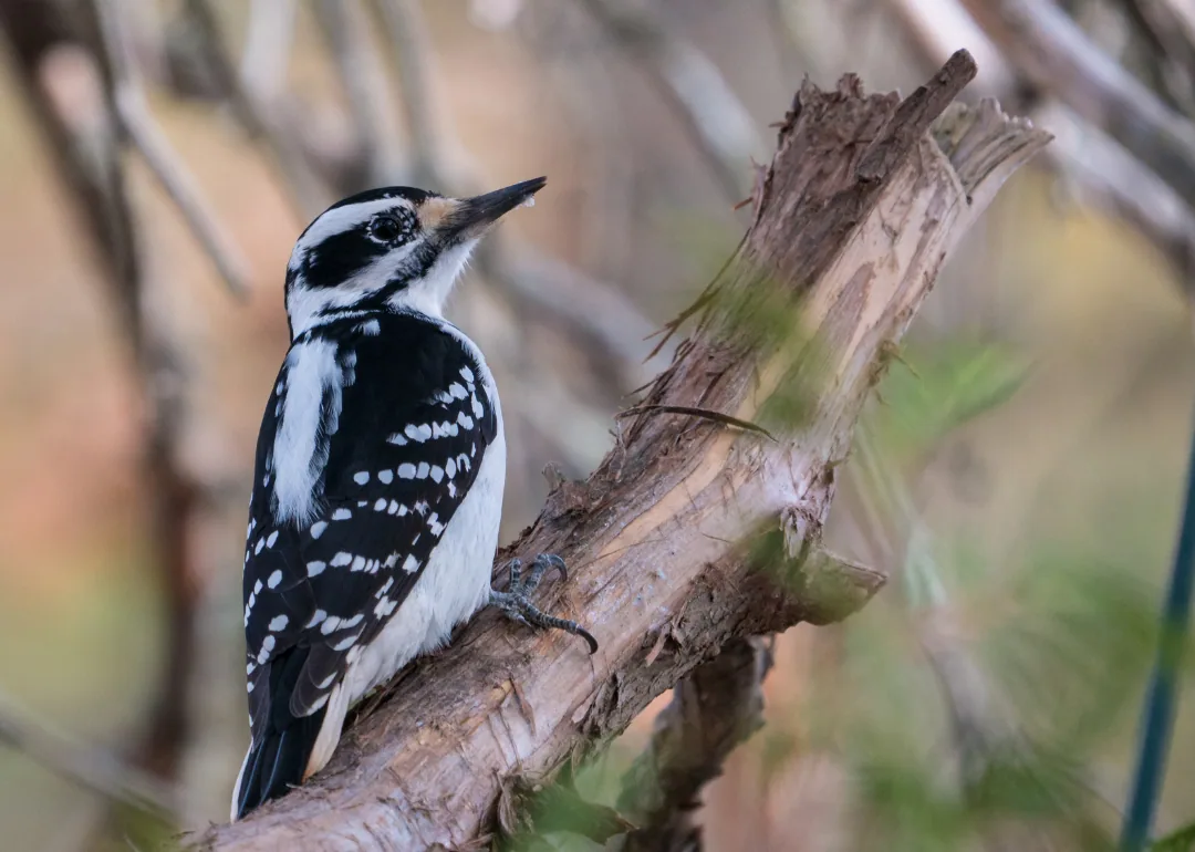 #22. Hairy Woodpecker