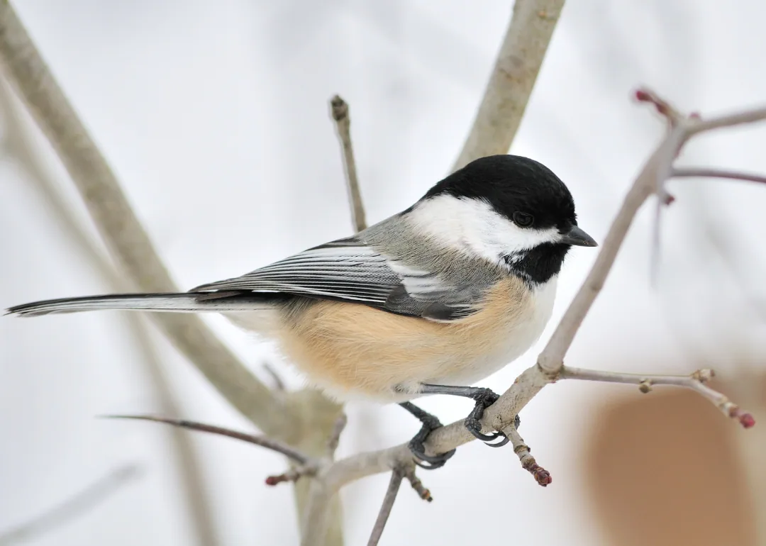 #21. Carolina/Black-capped Chickadee