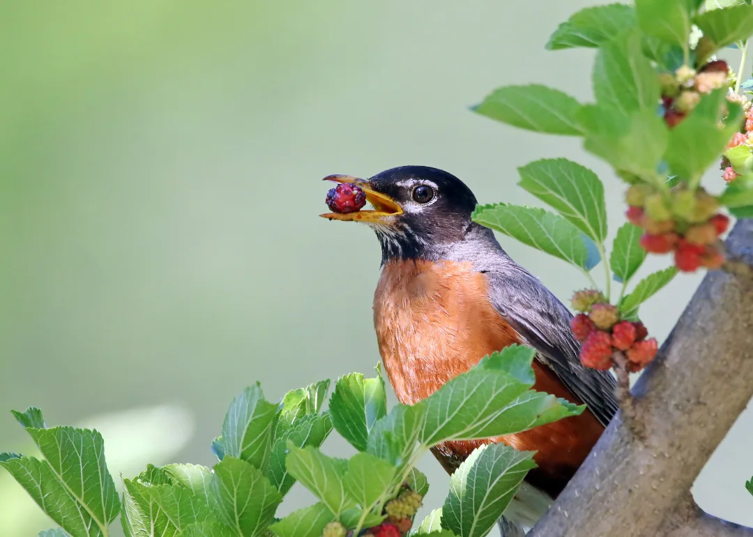 #20. American Robin