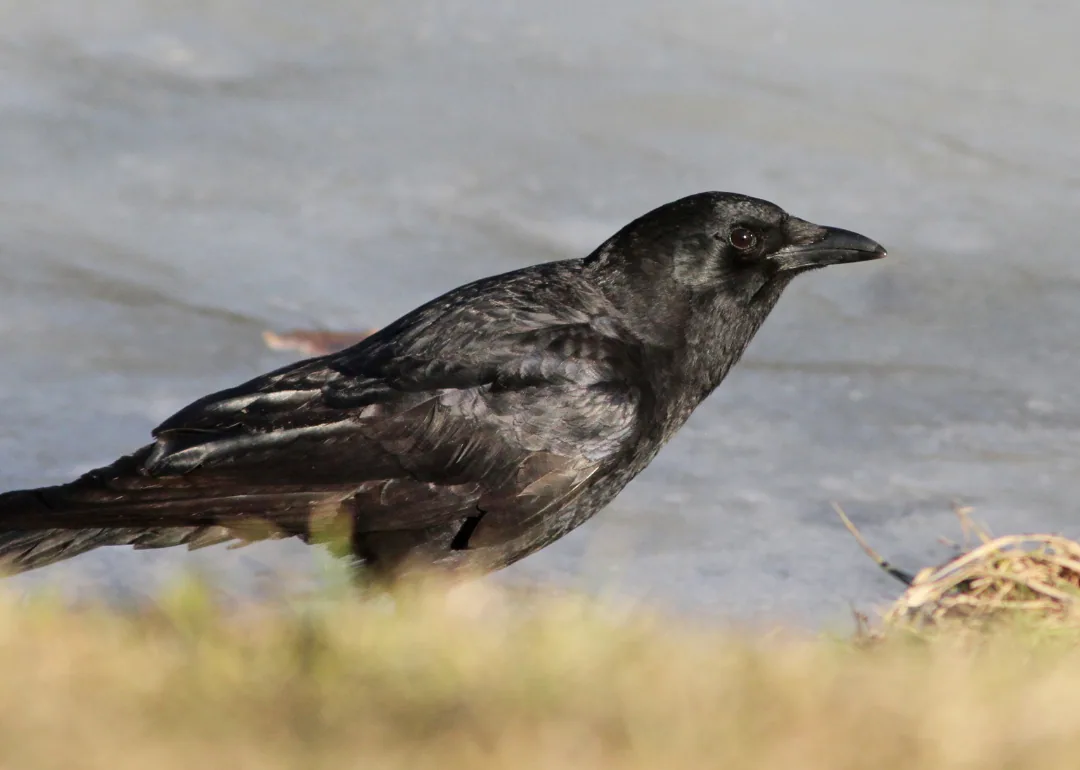 #19. American Crow