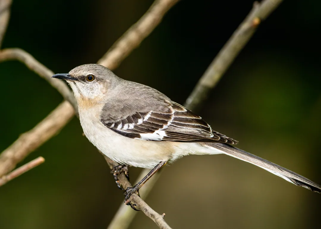 #18. Northern Mockingbird