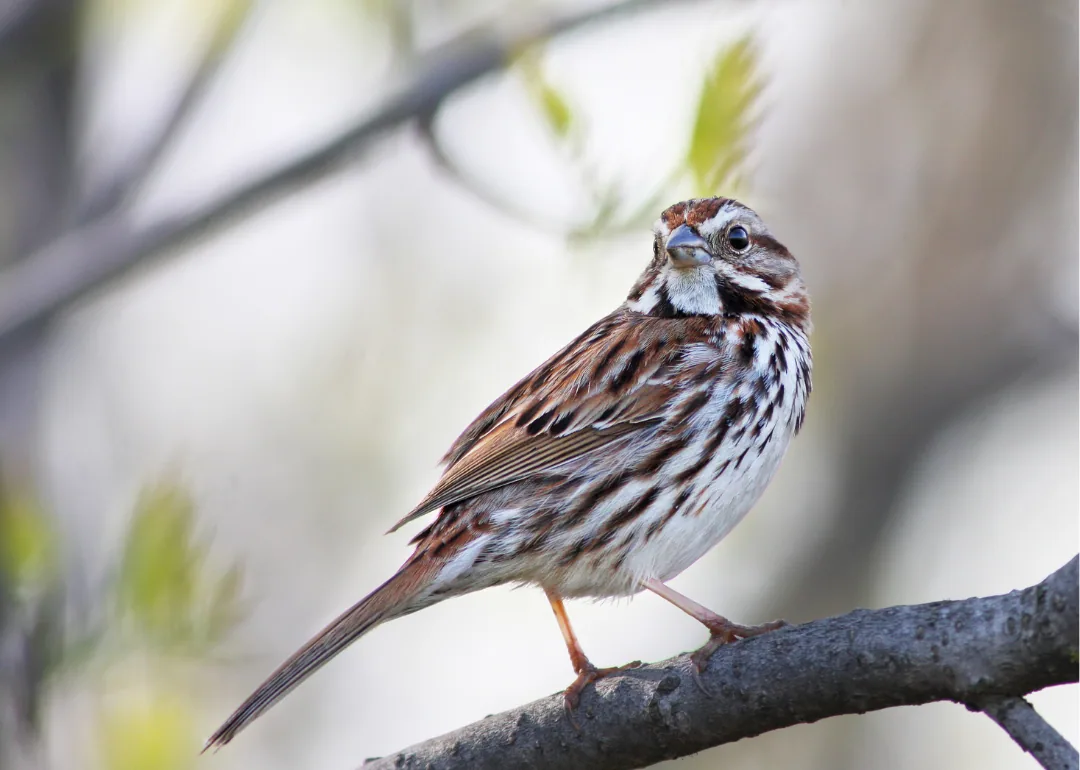 #17. Song Sparrow