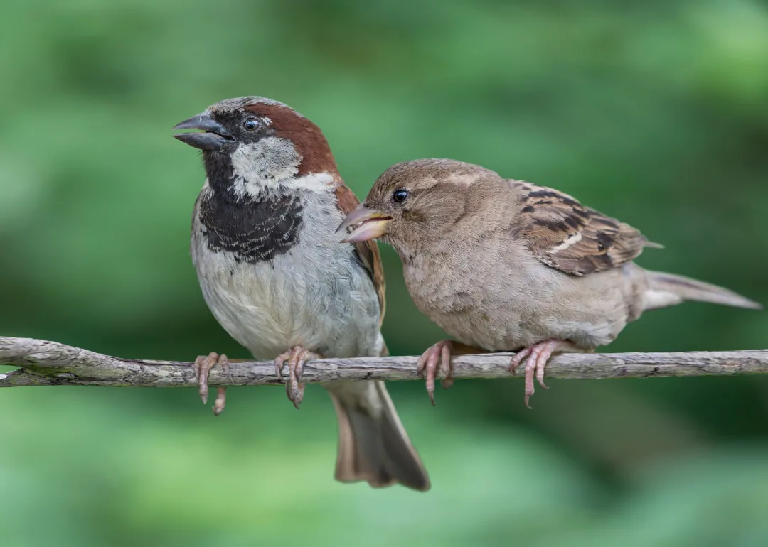#16. House Sparrow