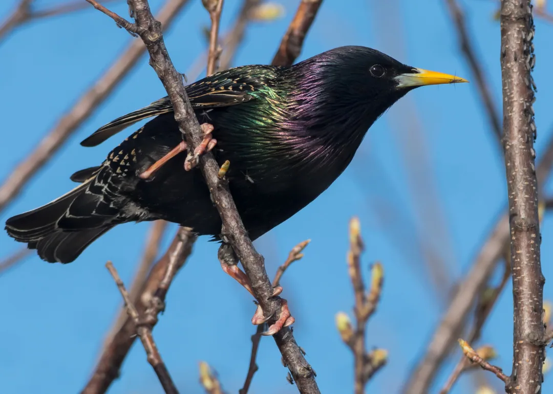 #15. European Starling