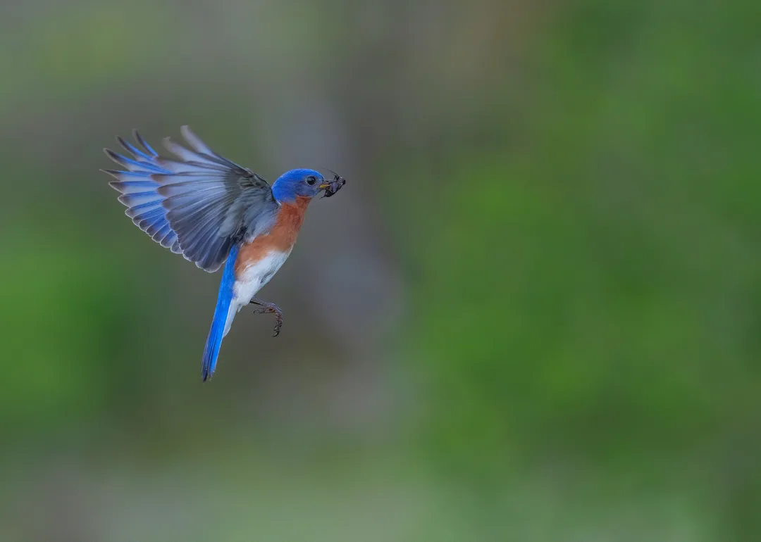 #14. Eastern Bluebird
