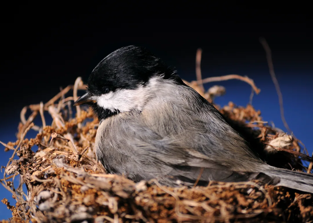 #13. Carolina Chickadee