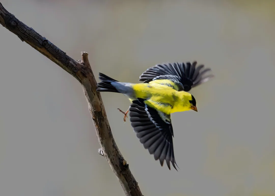 #12. American Goldfinch