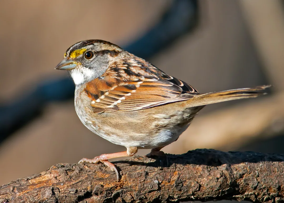 #11. White-throated Sparrow