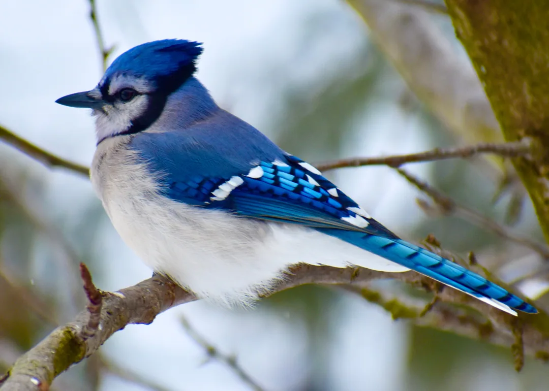 #10. Blue Jay