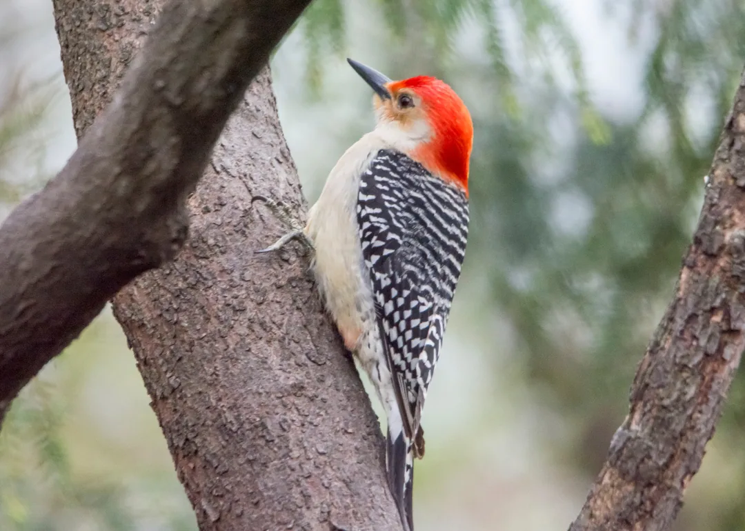 #9. Red-bellied Woodpecker