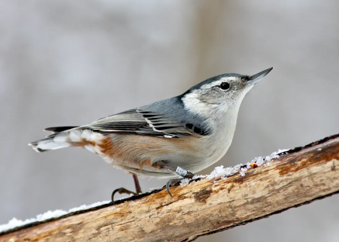 #8. White-breasted Nuthatch