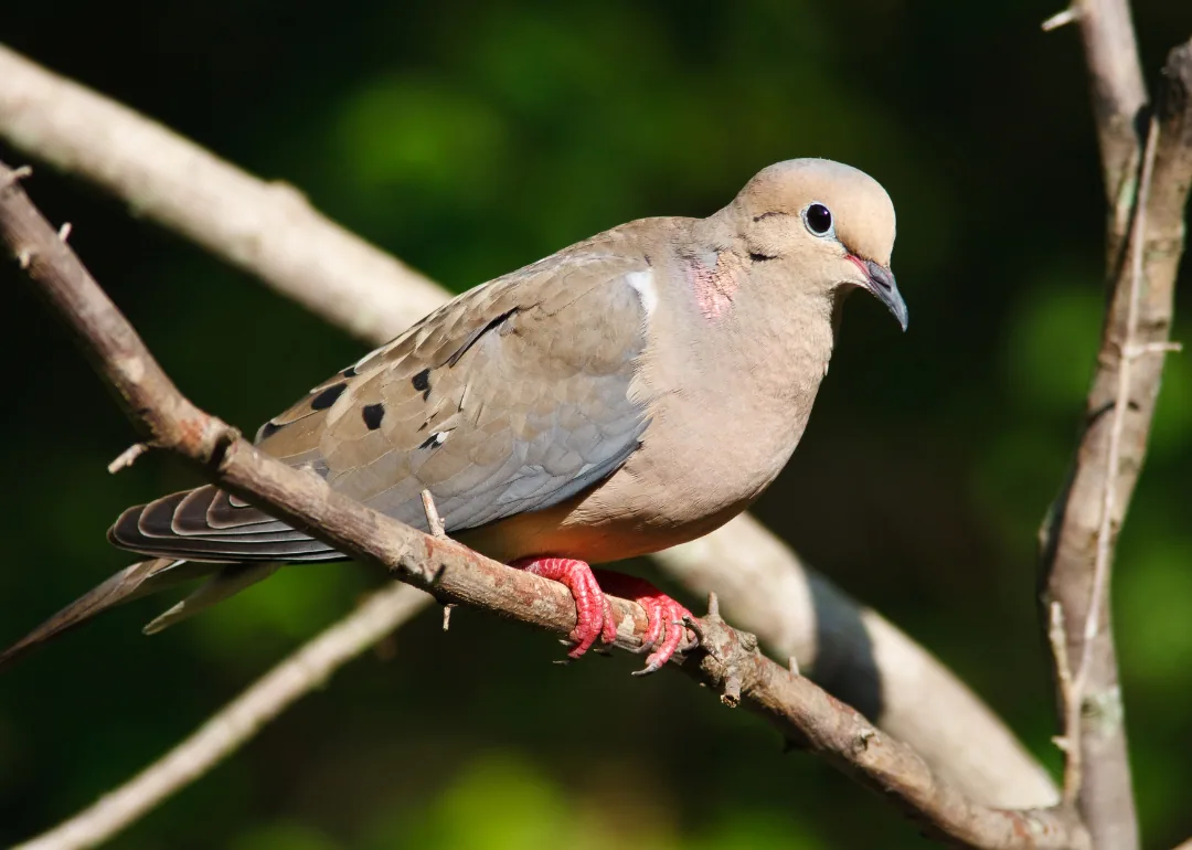 #7. Mourning Dove