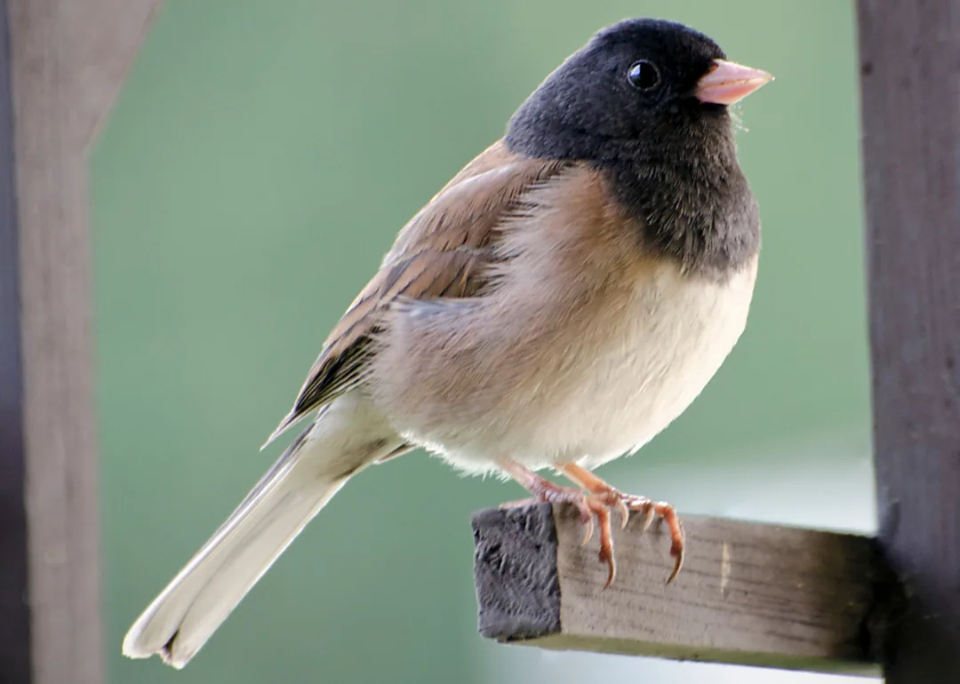 #6. Dark-eyed Junco