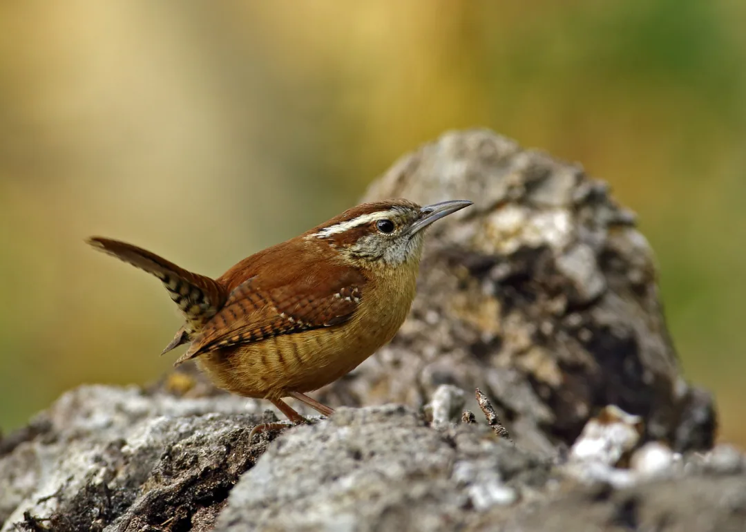 #5. Carolina Wren