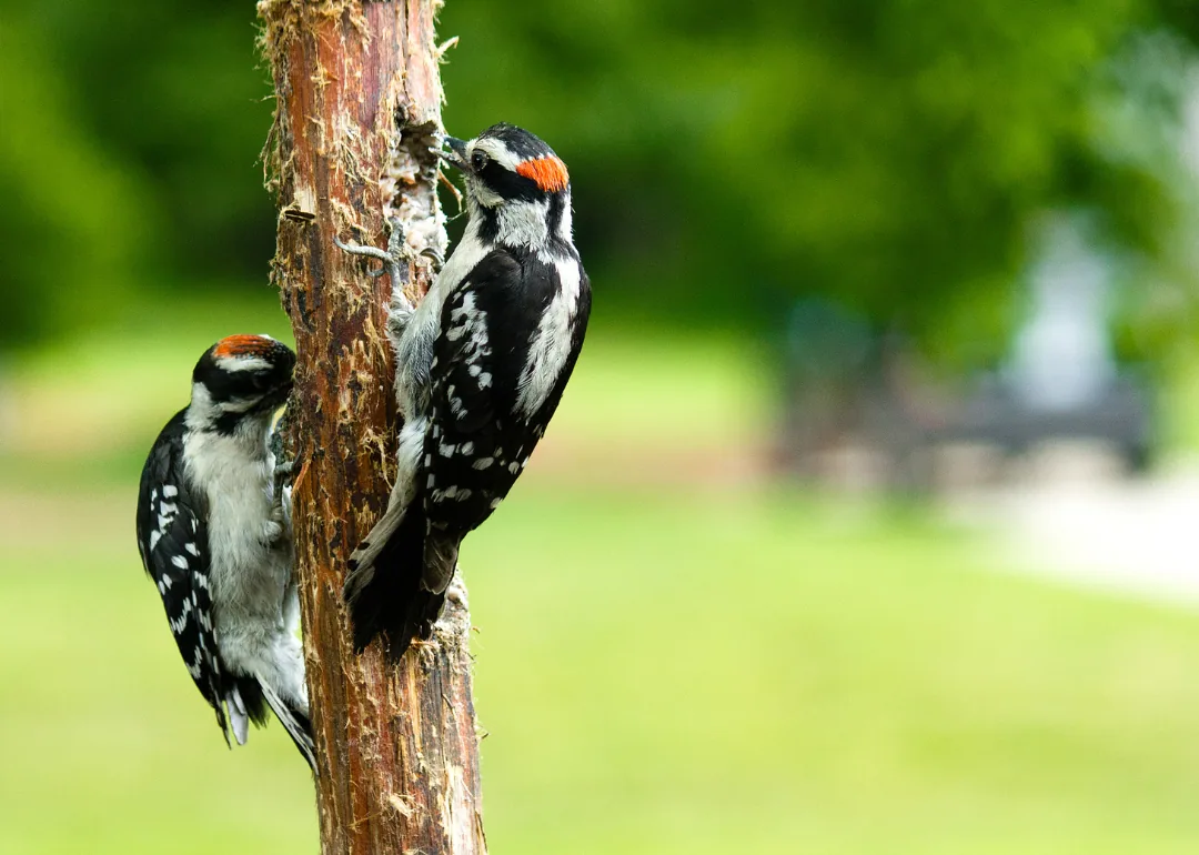 #4. Downy Woodpecker