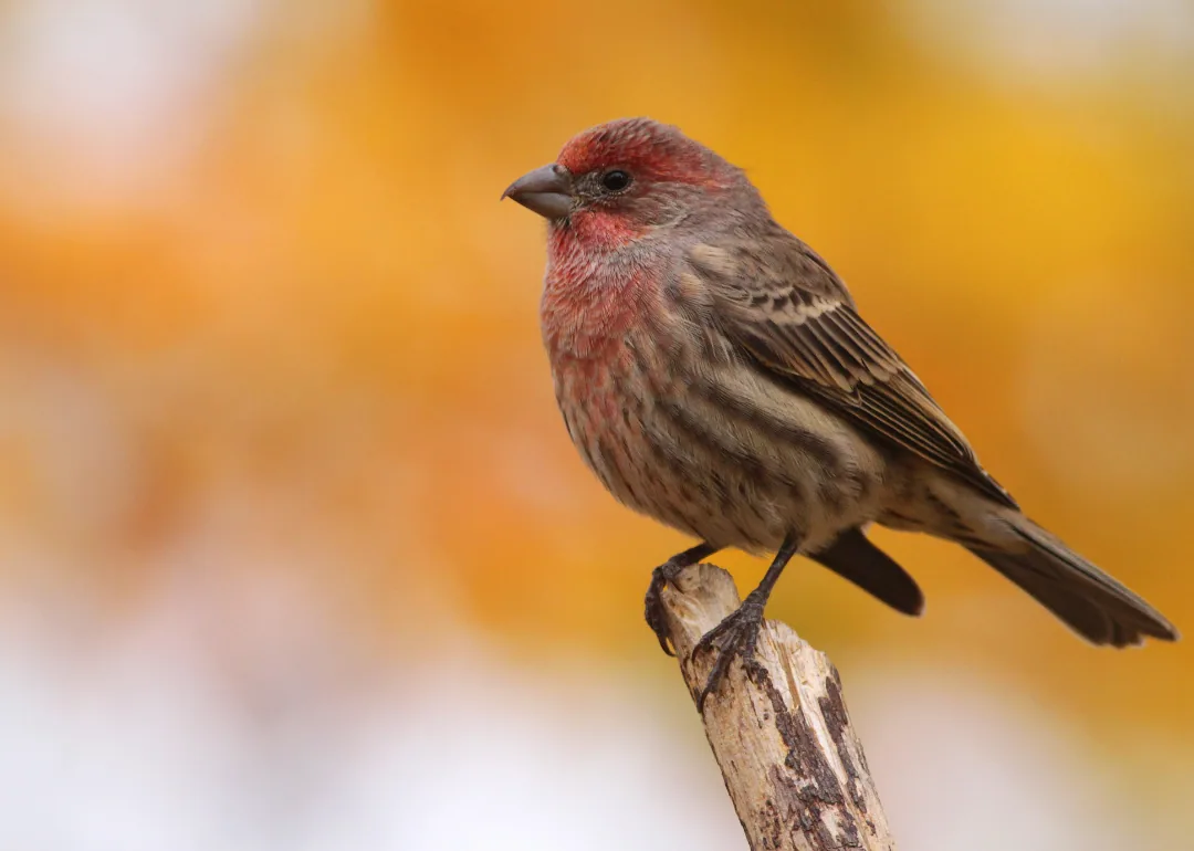 #3. House Finch