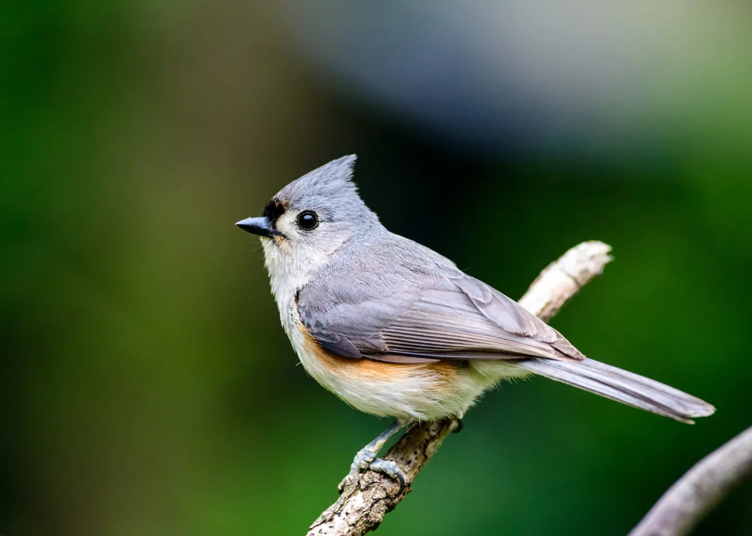 #2. Tufted Titmouse
