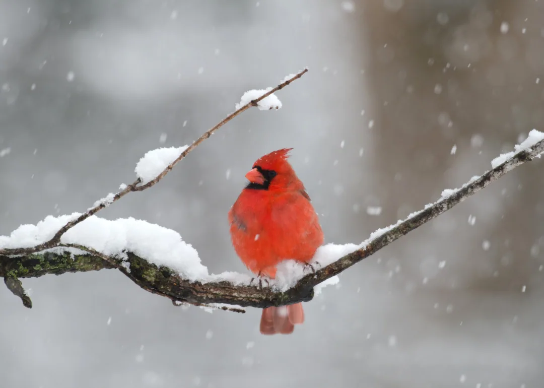 #1. Northern Cardinal