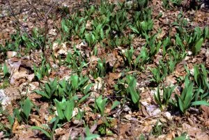 A ramp bed thrives in the forest.